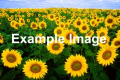 Thumbnail for version as of 14:35, 1 November 2024